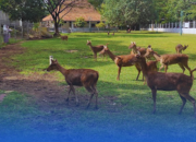 Main Sama Rusa di Tengah Kota? Bisa Banget di Taman Balekambang Solo!